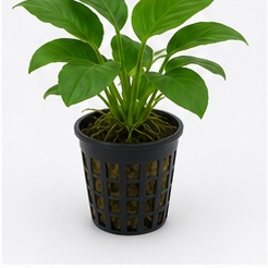 Pot Plant (Aquatic)