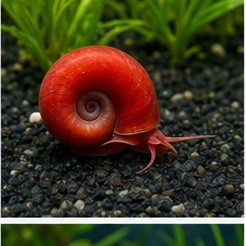 Red Snail