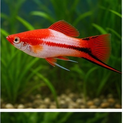 Swordtail – Santa Claus for sale online in India
