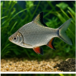 Tinfoil Barb for sale online in India